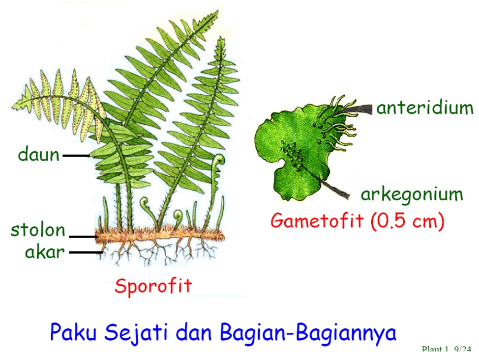 Ciri dan Pengelompokkan Paku | Science Booth